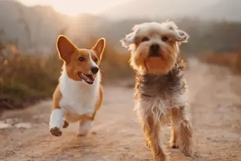 Zwei Hunde rennen gemeinsam