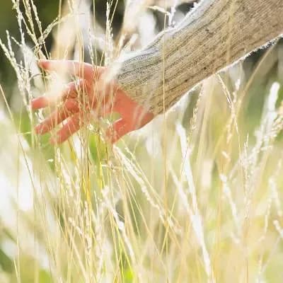 Eine Hand streift durch ein Kornfeld