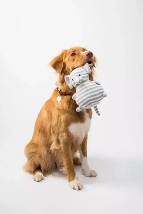 Ein Hund hat ein Stofftier im Maul